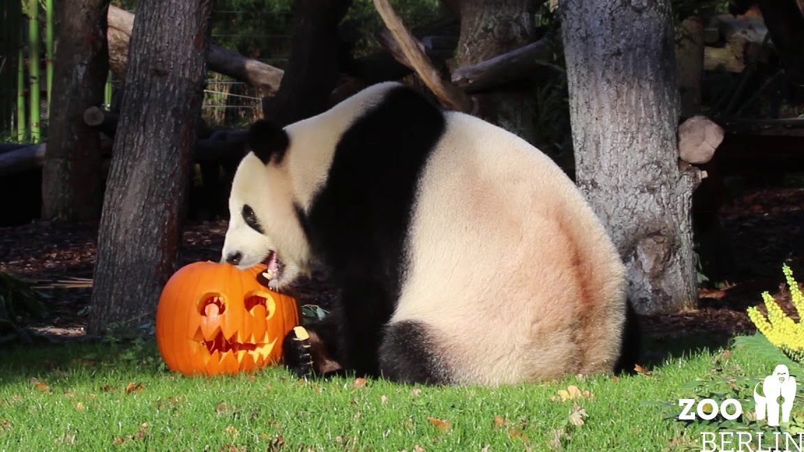 bhearty pandas the pumpkin