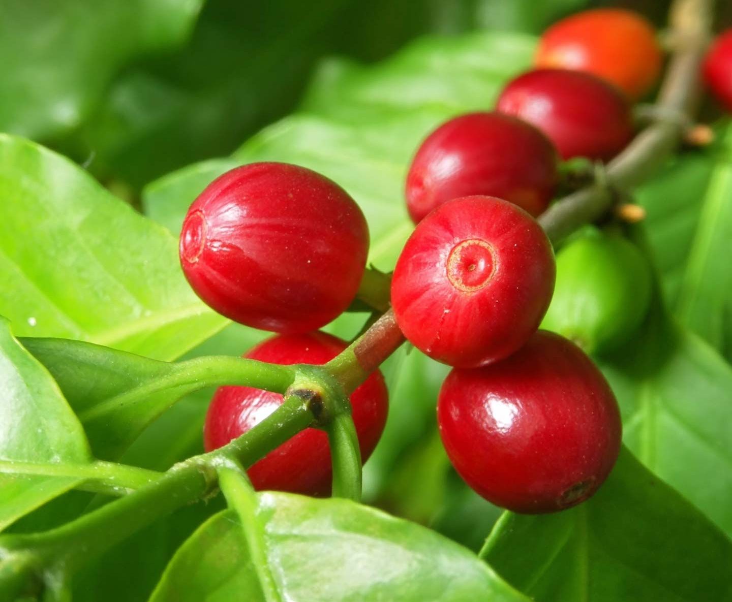 coffea