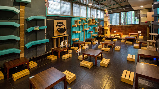 Cat Café Studio