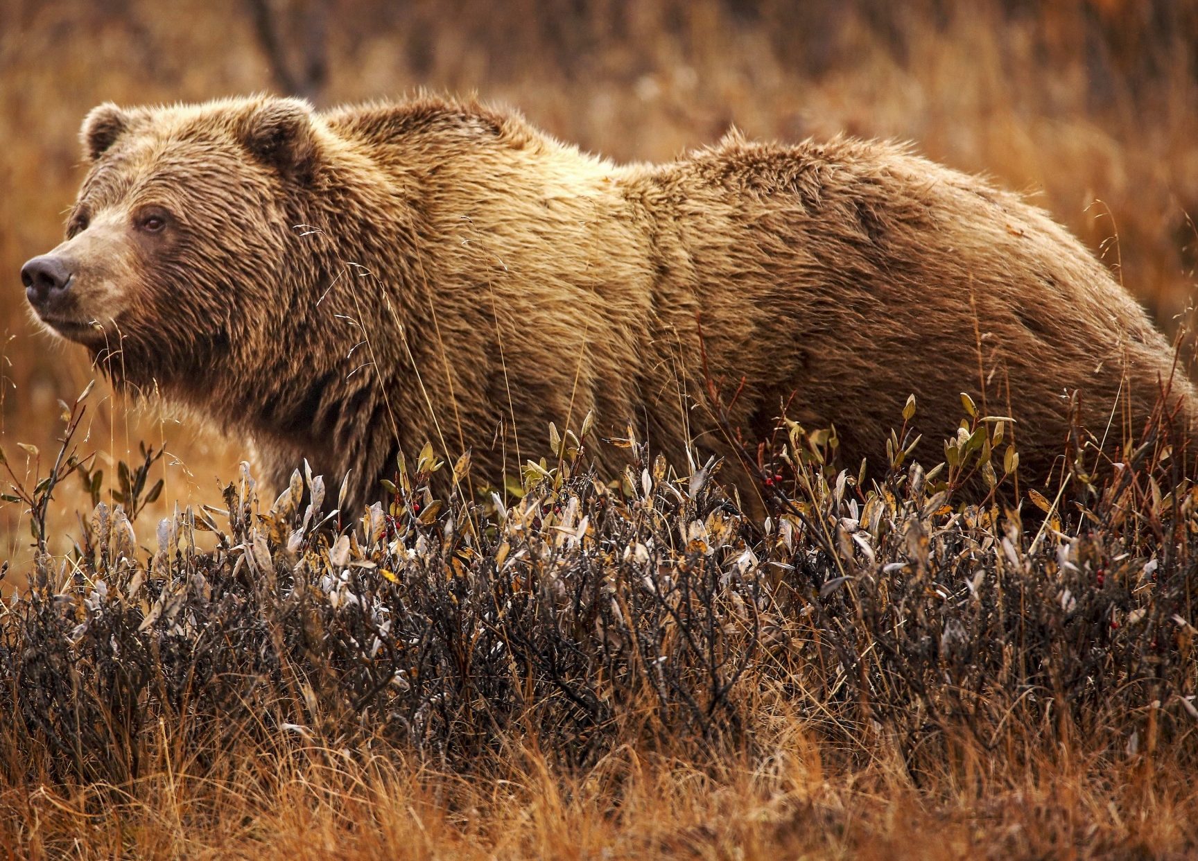grizzlys 2