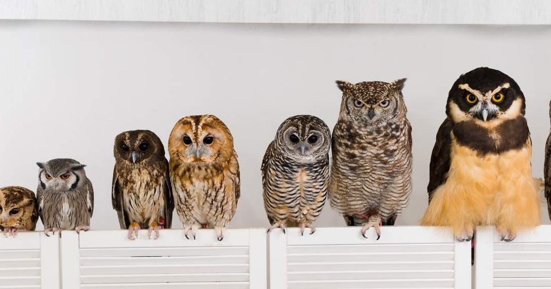owl cafe