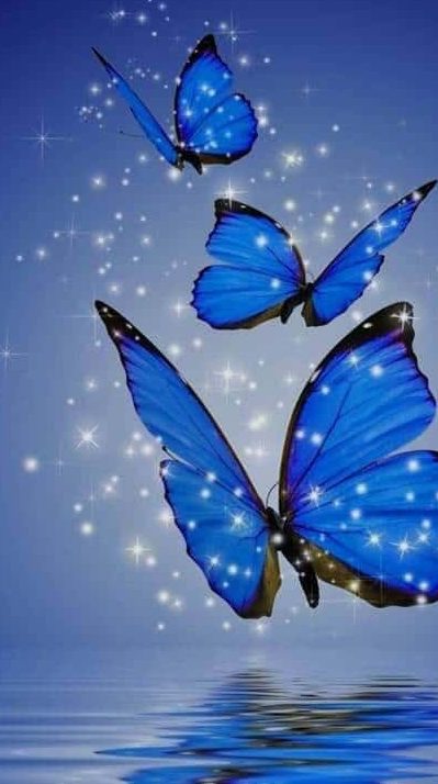 sweet butterfly