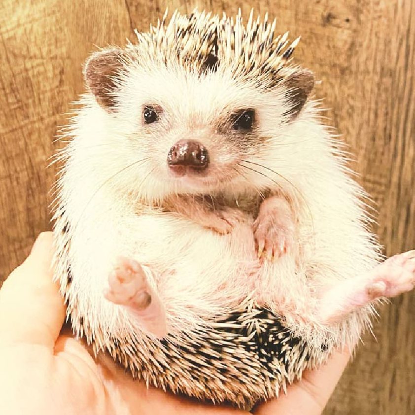 the hedgehog cafe 1